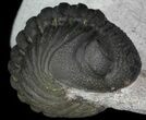 Bargain, Enrolled Morocops Trilobite - Foum Zguid, Morocco #68754-5
